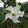 mmoonflower
